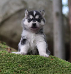 Siberian Husky Nordic Fire