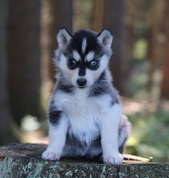 Siberian Husky Nordic Fire