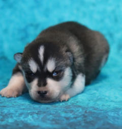 Siberian Husky Nordic Fire