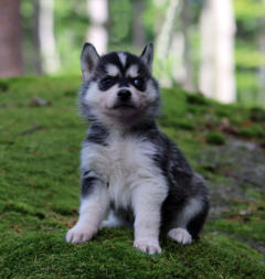 Siberian Husky Nordic Fire