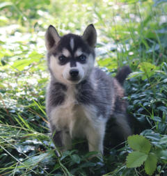 Siberian Husky Nordic Fire