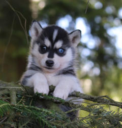 Siberian Husky Nordic Fire