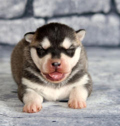 Siberian Husky Nordic Fire