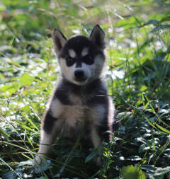 Siberian Husky Nordic Fire