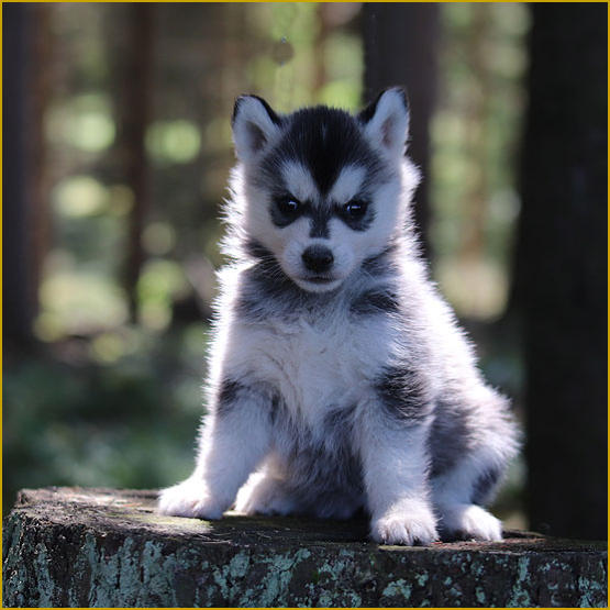 Siberian Husky Nordic Fire