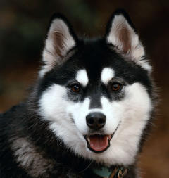 Siberian Husky Nordic Fire