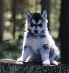 Siberian Husky Nordic Fire