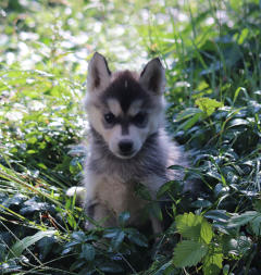 Siberian Husky Nordic Fire