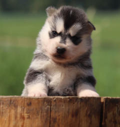 Siberian Husky Nordic Fire