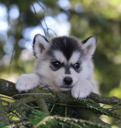 Siberian Husky Nordic Fire