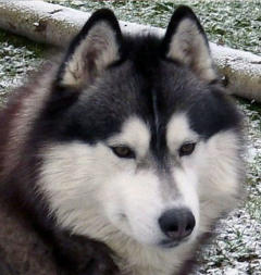 Siberian Husky Nordic Fire