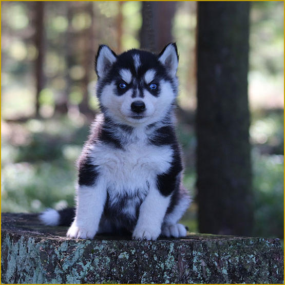 Siberian Husky Nordic Fire