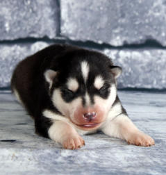 Siberian Husky Nordic Fire