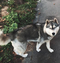 Siberian Husky Nordic Fire