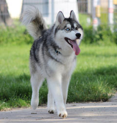 Siberian Husky Nordic Fire