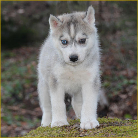 Siberian Husky Nordic Fire