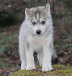 Siberian Husky Nordic Fire