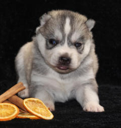 Siberian Husky Nordic Fire