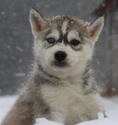 Siberian Husky Nordic Fire