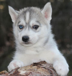 Siberian Husky Nordic Fire