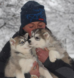 Siberian Husky Nordic Fire