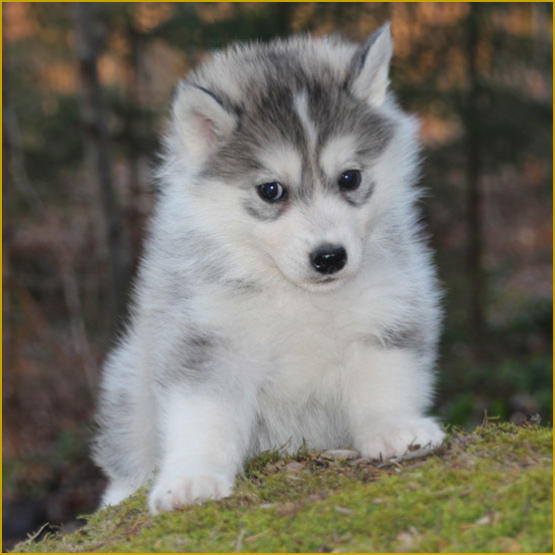 Siberian Husky Nordic Fire