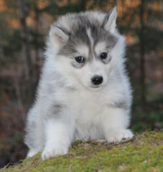 Siberian Husky Nordic Fire