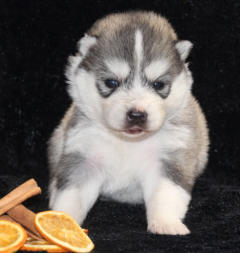 Siberian Husky Nordic Fire