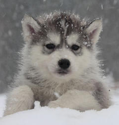 Siberian Husky Nordic Fire