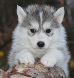 Siberian Husky Nordic Fire