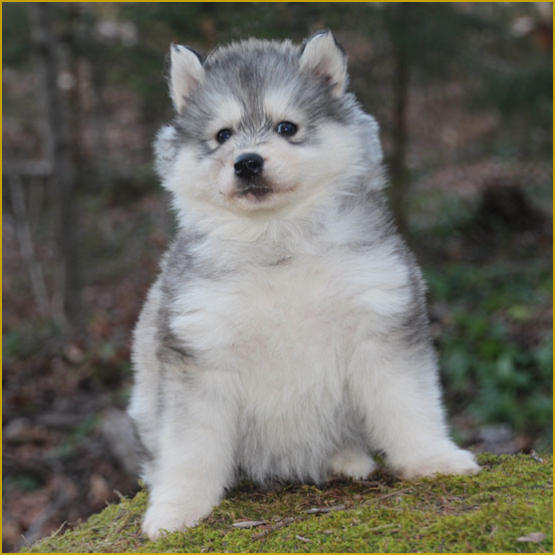 Siberian Husky Nordic Fire