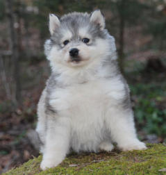 Siberian Husky Nordic Fire