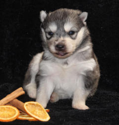 Siberian Husky Nordic Fire