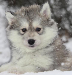 Siberian Husky Nordic Fire