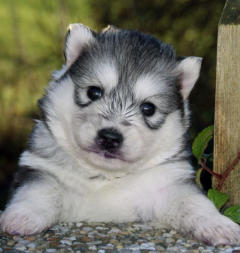 Siberian Husky Nordic Fire