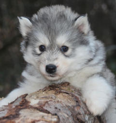 Siberian Husky Nordic Fire