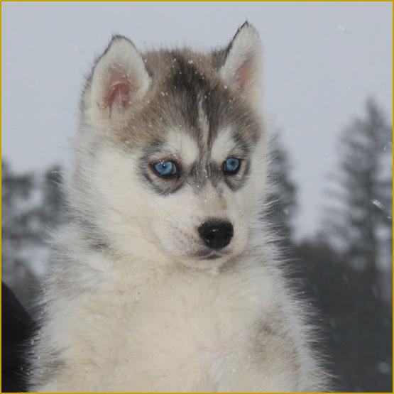 Siberian Husky Nordic Fire