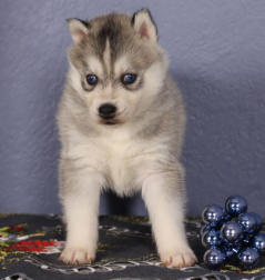 Siberian Husky Nordic Fire