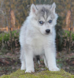 Siberian Husky Nordic Fire