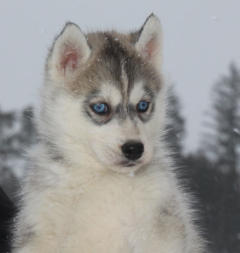 Siberian Husky Nordic Fire