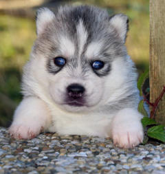 Siberian Husky Nordic Fire