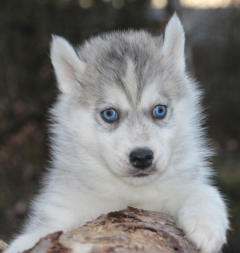 Siberian Husky Nordic Fire