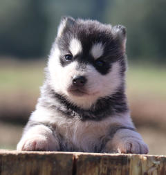 Siberian Husky Nordic Fire