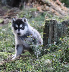 Siberian Husky Nordic Fire