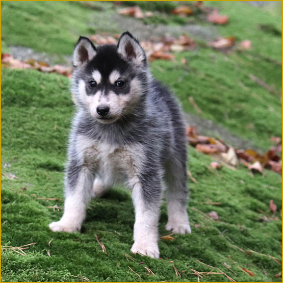 Siberian Husky Nordic Fire