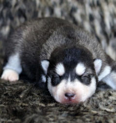 Siberian Husky Nordic Fire