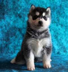 Siberian Husky Nordic Fire