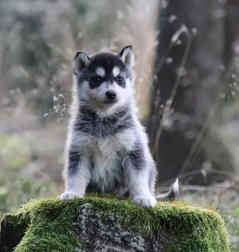 Siberian Husky Nordic Fire