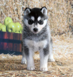 Siberian Husky Nordic Fire