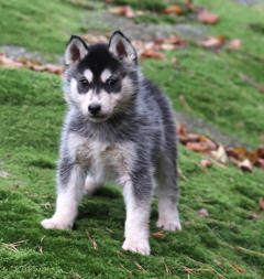 Siberian Husky Nordic Fire